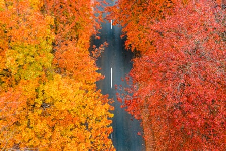Aerial view of autumn leaves on Honour Avenue in Mt Macedon in Victoria.