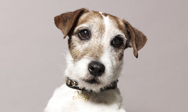 Uggie – ‘a dog with a seemingly human range of expressions’.