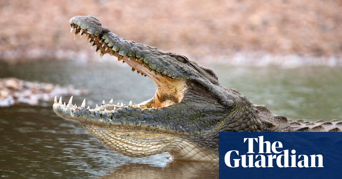 Spanish Police Search River After Sightings Of Nile Crocodile World News The Guardian