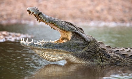 Nile crocodile, Kruger park, South Africa