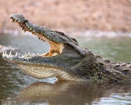 A Nile crocodile peeks out of the water, jaws open wide