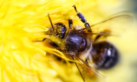 A honeybee gathering pollen from a flower