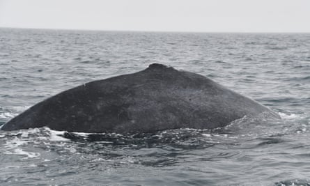The humpback whale entangled in fishing nets has no dorsal fin