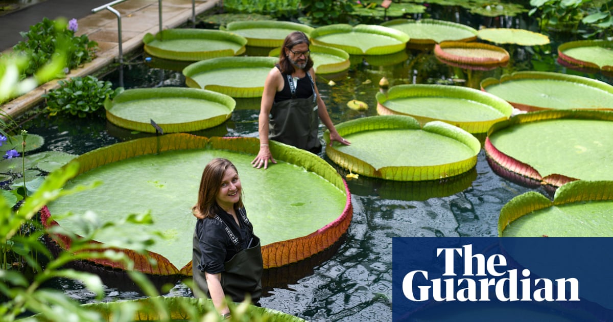 Third species of giant waterlily discovered at Kew Gardens