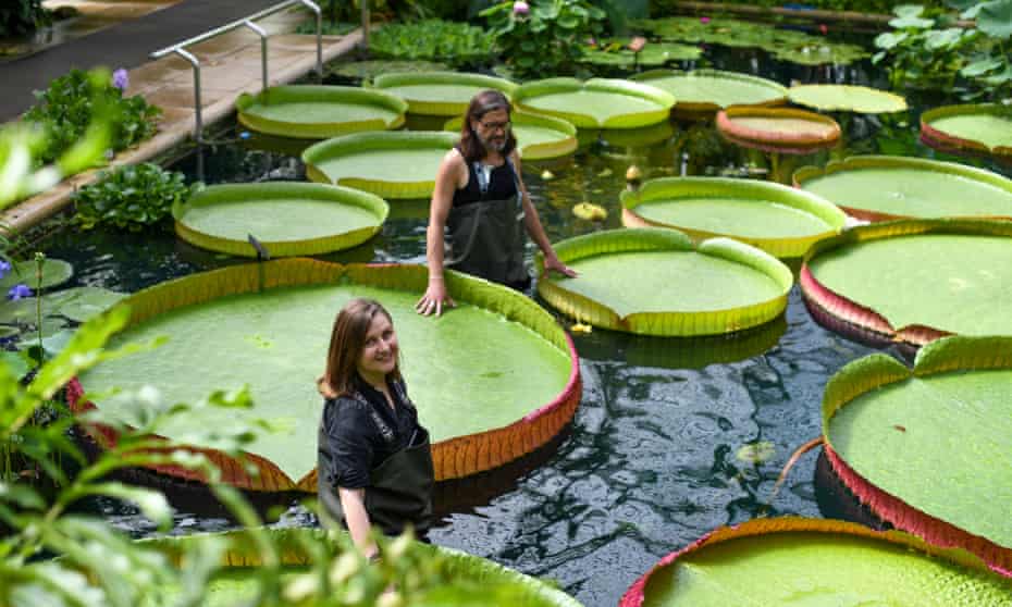 Giant waterlilies in the Princess of Wales conservatory in London’s Kew Gardens.