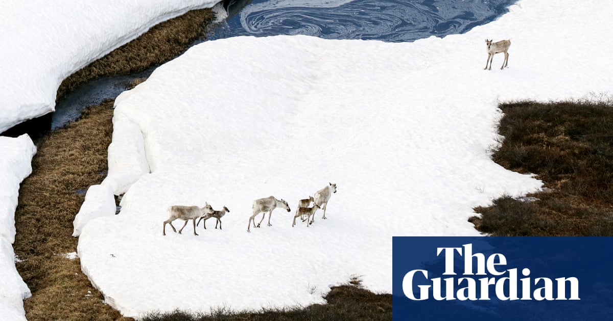'Straight in harm's way': can Trump open up Alaska's 19m-acre refuge for drilling?