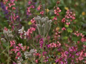 close-up shot of wildflowers