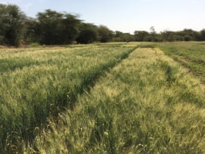 Wheat field