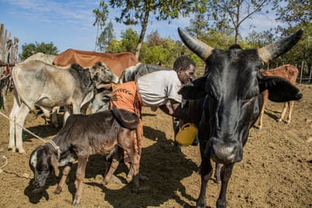 مايمبي تحلب أبقارها