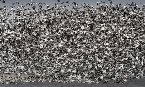 Witnesses said the pit in Montana looked like ‘700 acres of white birds’.