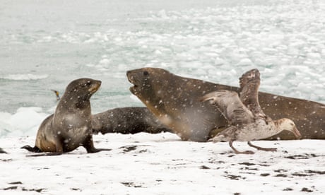 Elephant seals on South Georgia in the snow with the sea in the background.