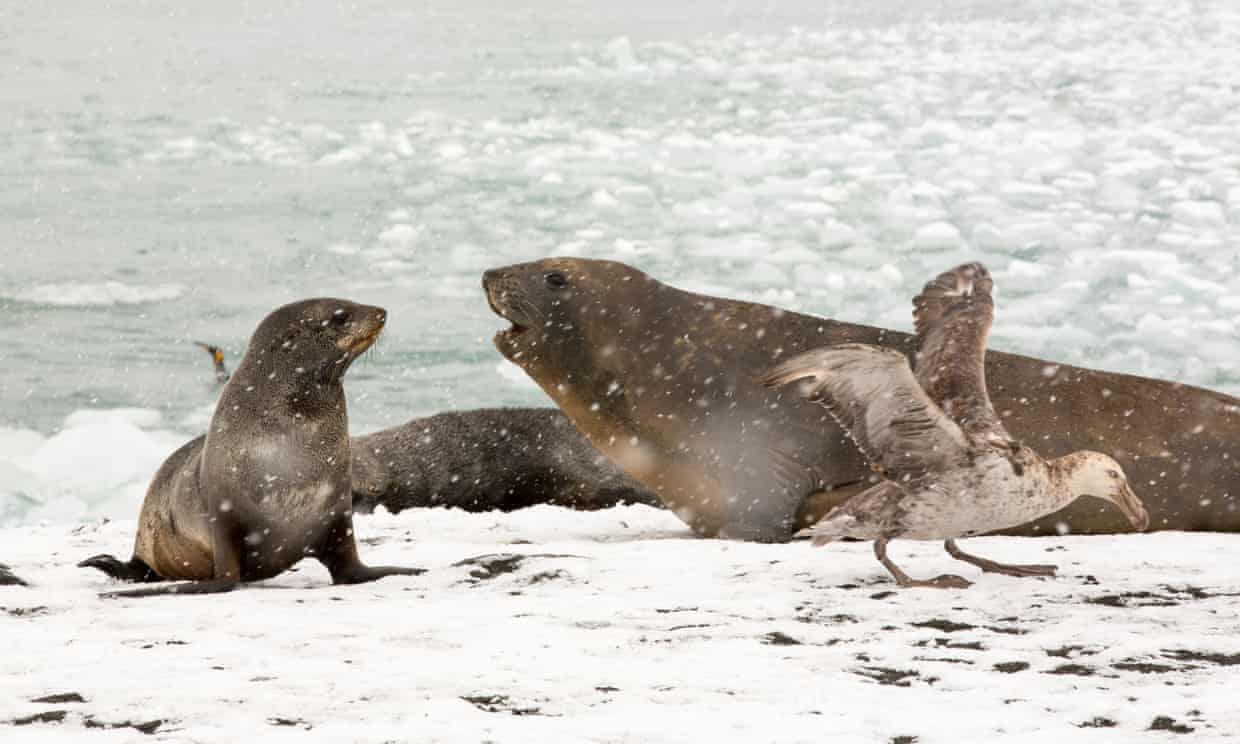 https://www.theguardian.com/environment/2023/dec/08/mass-deaths-elephant-seals-penguins-bird-flu-antarctic-ecological-disaster-aoe