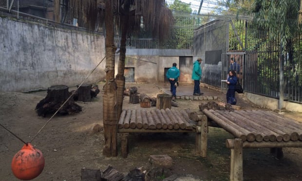 Chilean police at the Metropolitan Zoo in Santiago after a man climbed into the lion enclosure and was severely mauled.