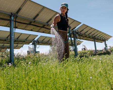 Woman in hat and tank top waters green bushy plants with solar panels on frame high behind her.