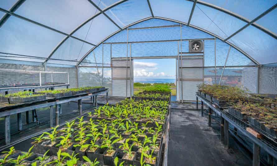 A nursery at Terraformation’s Pacific Flight restoration project in the North Kohala region of Hawaii.