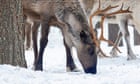 Sweden to build reindeer bridges over roads and railways