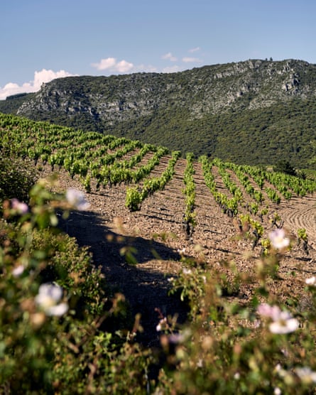 St John’s vineyard for their Boulevard Napoleon winery
