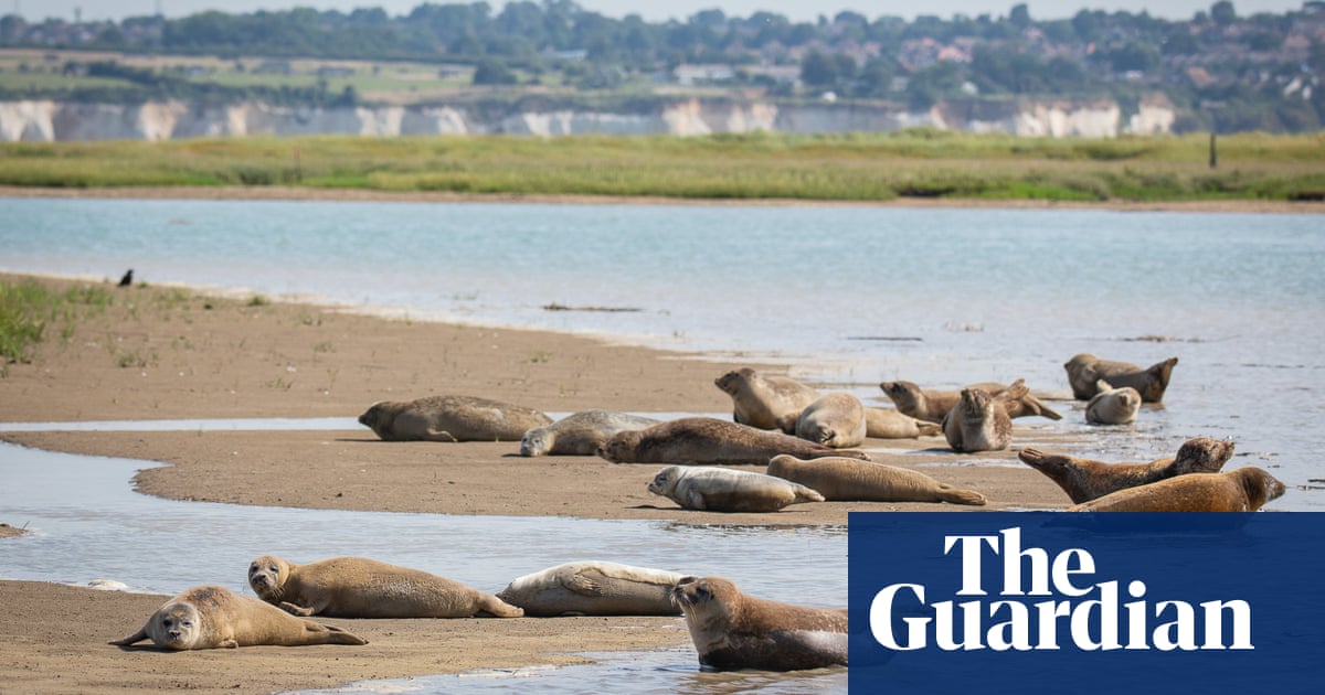 River of life: zoo’s yearly count finds seals thriving on Thames