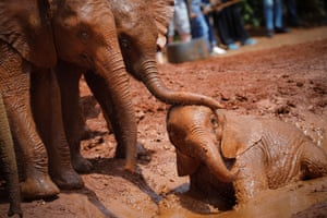 Orphaned baby elephants take a mud bath at the David Sheldrick Wildlife Trust Elephant Orphanage in Nairobi, Kenya.