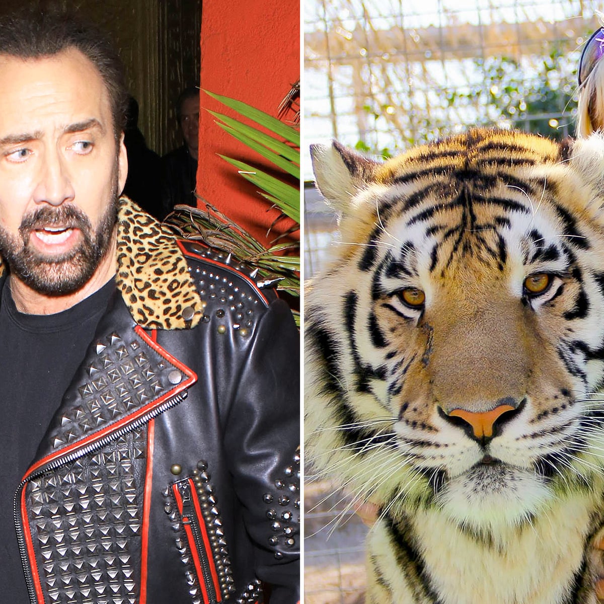 Nicolas Cage To Play Joe Exotic In Tiger King Miniseries Us Television The Guardian Here are the best (though admittedly few) options for netflix. nicolas cage to play joe exotic in