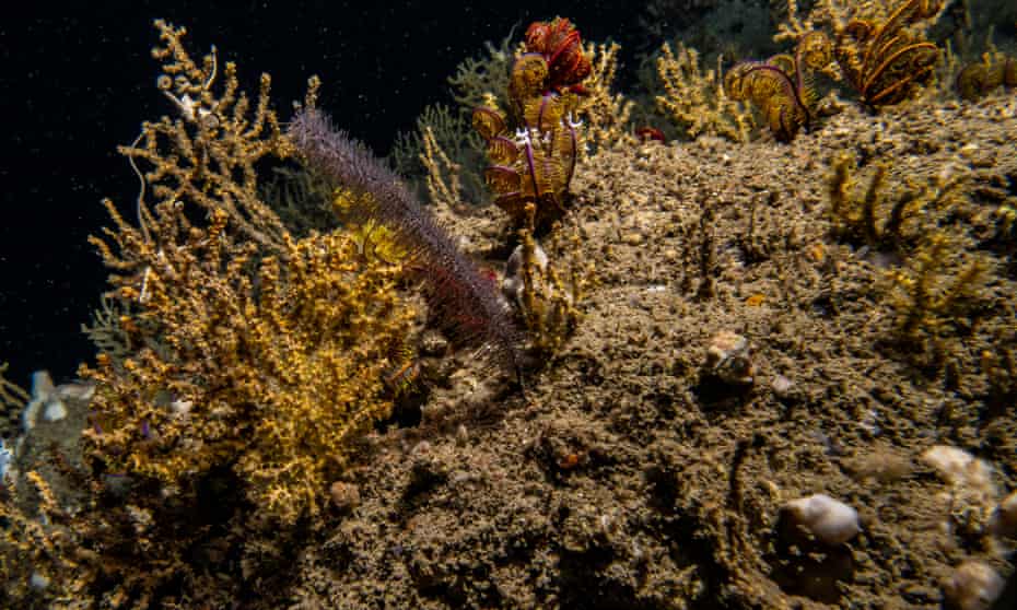 Deep ocean ecosystem