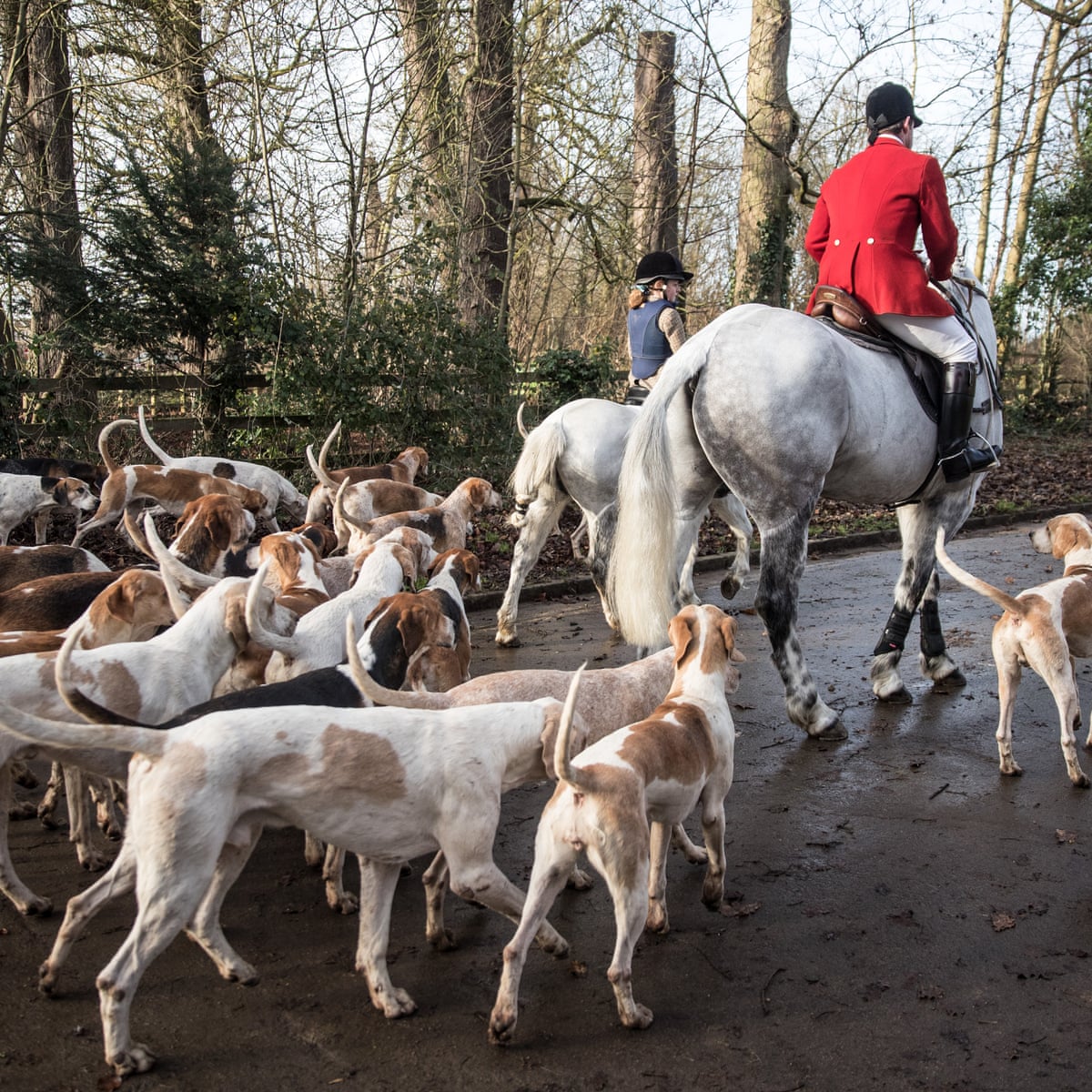 Boxing Day Fox Hunts Draw 250 000 Say The Countryside Alliance Hunting The Guardian