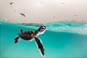 A green sea turtle hatchling cautiously surfaces for air to a sky full of hungry birds