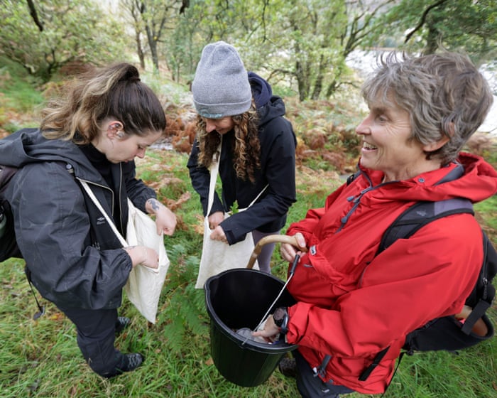 ‘Literally growing the future’: volunteers help save Scottish rainforest by collecting 11m seeds