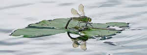 An emperor dragonfly (Anax imperator) perches on a leaf