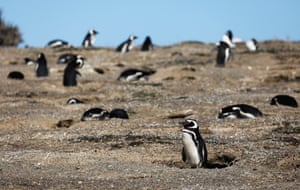 Pinguins de Magalhães são retratados na colônia de pinguins de Punta Tombo, na província patagônica de Chubut, Argentina