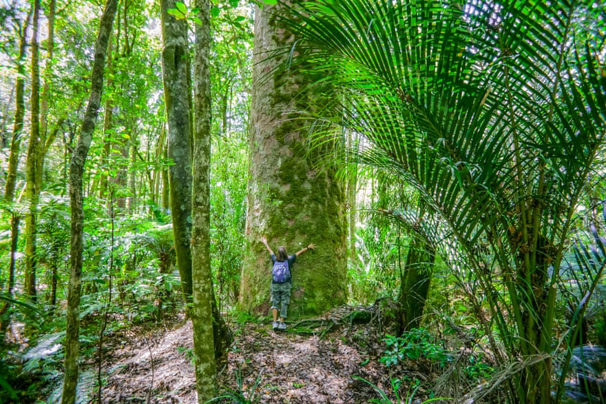A woman tries to encircle the giant Tane Mahuta kauri with her arms