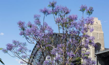 Jacarandas near the Sydney Harbour Bridge
