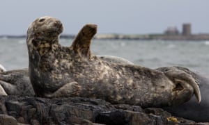 A grey seal on the rocks in the Farne Islands.