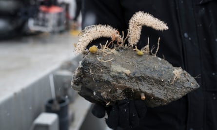 A dropstone specimen collected from a submarine dive