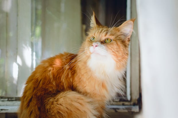 A maine coon