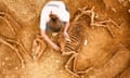 Overhead view of a person working on a horse skeleton