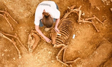 Overhead view of a person working on a horse skeleton
