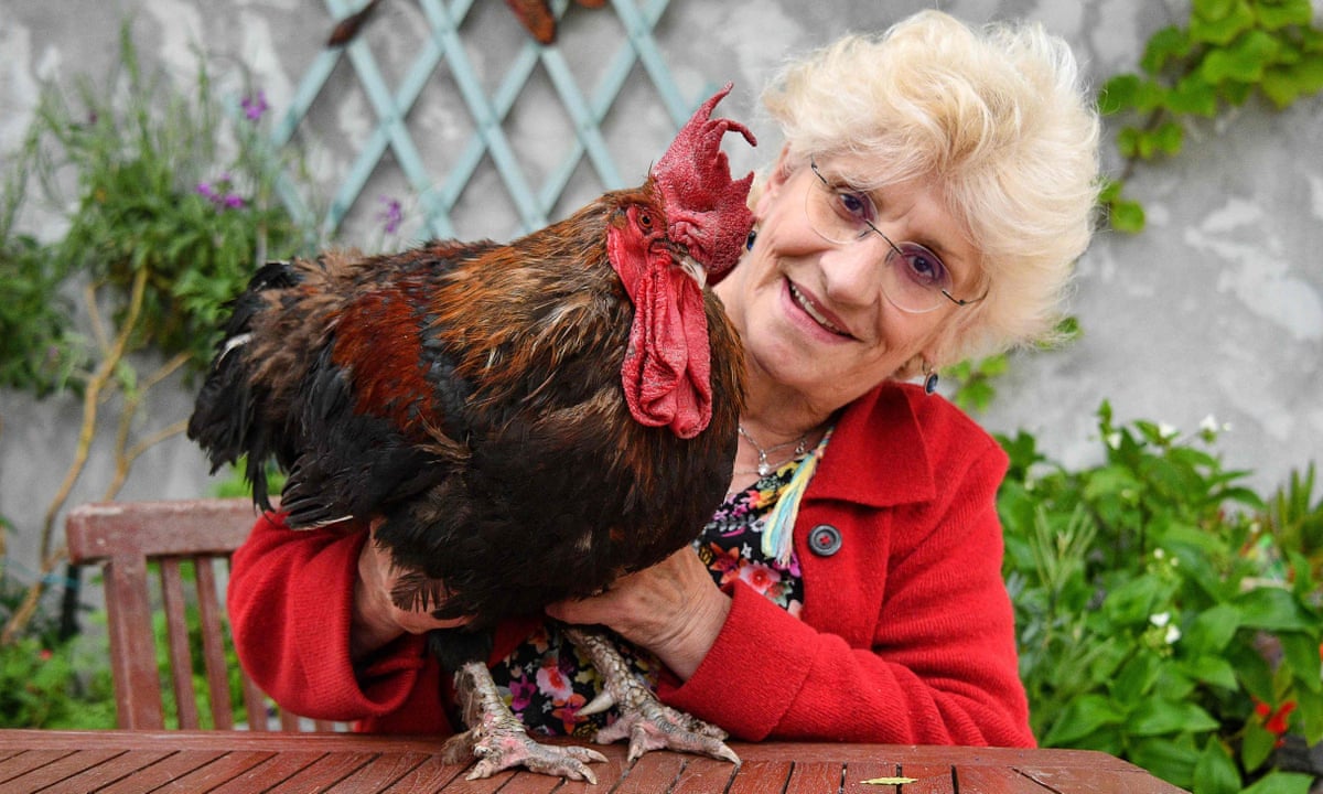 Download Maurice The Noisy French Rooster Dies Aged Six France The Guardian