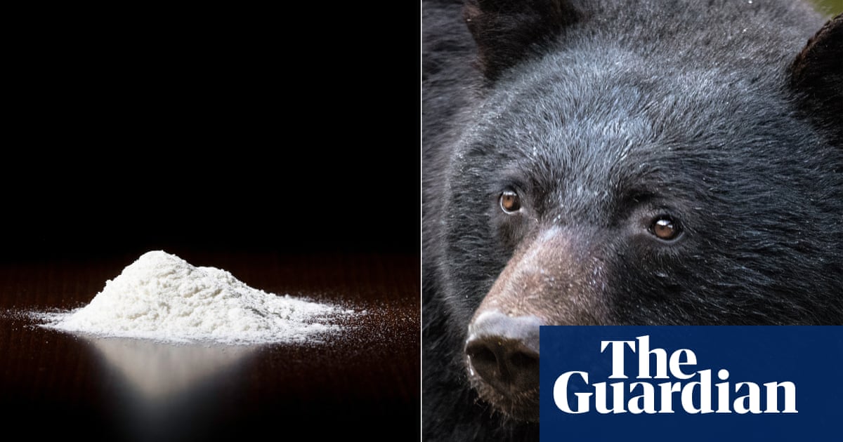 Cocaine Bear The Must See And Must Avoid Movie Of 22 Movies The Guardian
