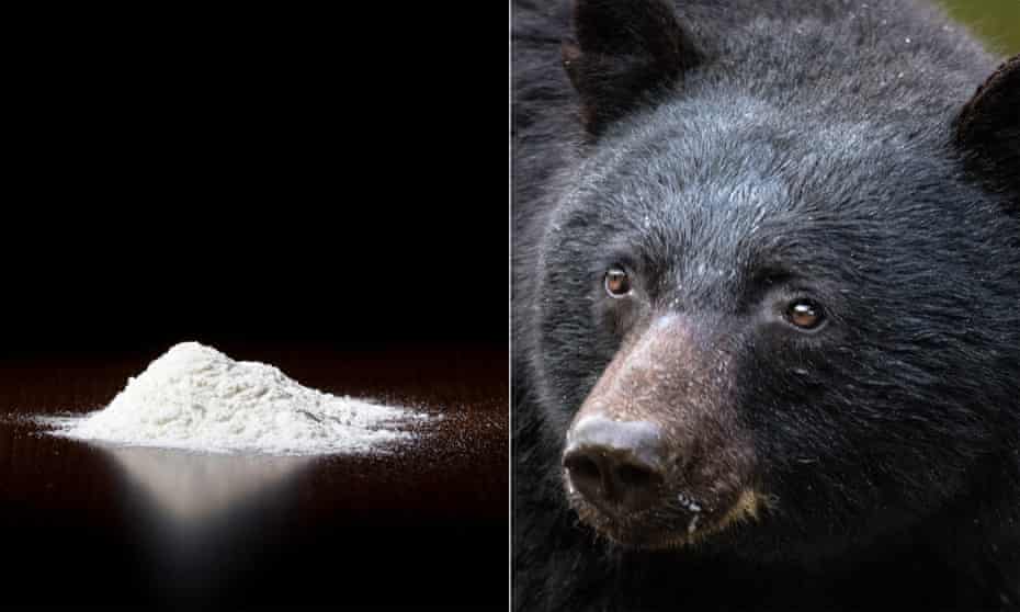 Cocaine and a bear