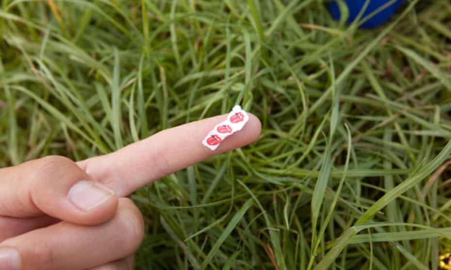 LSD tabs are seen on a man’s finger