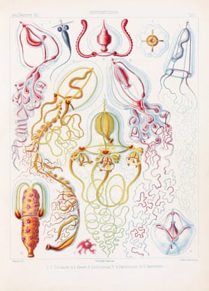 Monograph on the Medusae, vol. 1, 1879, plate 1