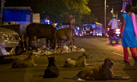 Stray dogs and cattle gather at a garbage dump on the city streets of Mumbai.