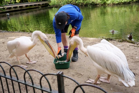 Um guarda-parques do Royal Parks alimenta dois dos pelicanos residentes no St James's Park, em Londres.