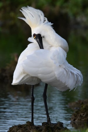 An endangered black-faced spoonbill (Platalea minor) preens its feathers in the wetlands of Jinshan district in New Taipei City, Taiwan