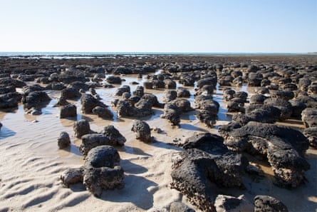 Stromatolites at Hamelin pool, which emerge from the water as the tide goes out.