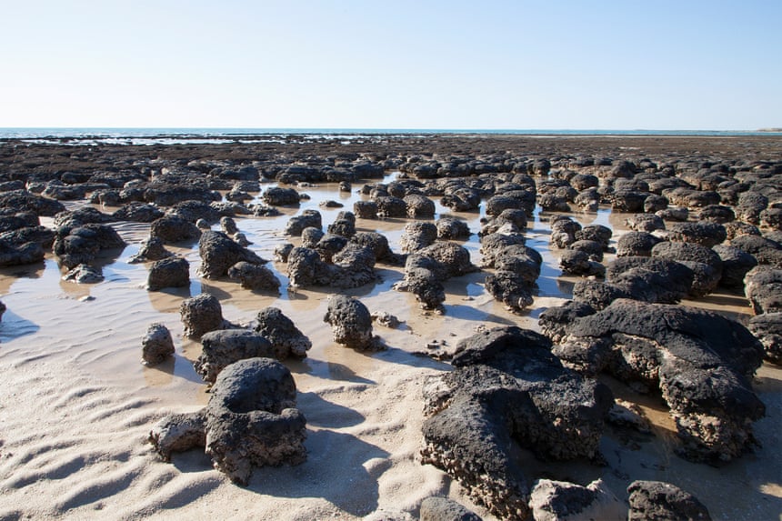 Stromatolites at Shark Bay, WA