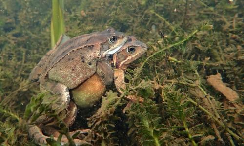 How To Make Your Garden Frog Friendly Wildlife The Guardian How To Make Your Garden Frog Friendly, Where Can I Get Frogs For My Garden