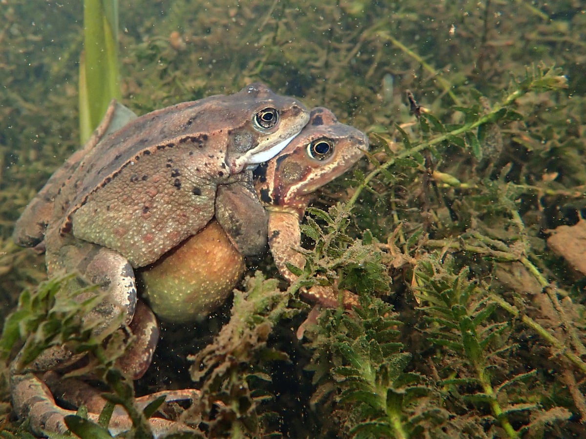 Country Diary The Fellowship Of Frogs Amphibians The Guardian Country Diary The Fellowship Of Frogs Amphibians The Guardian