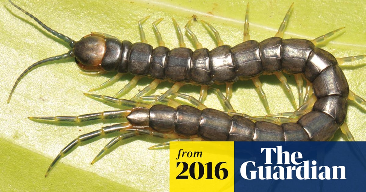 Giant Swimming Venomous Centipede Discovered By Accident In World First Insects The Guardian